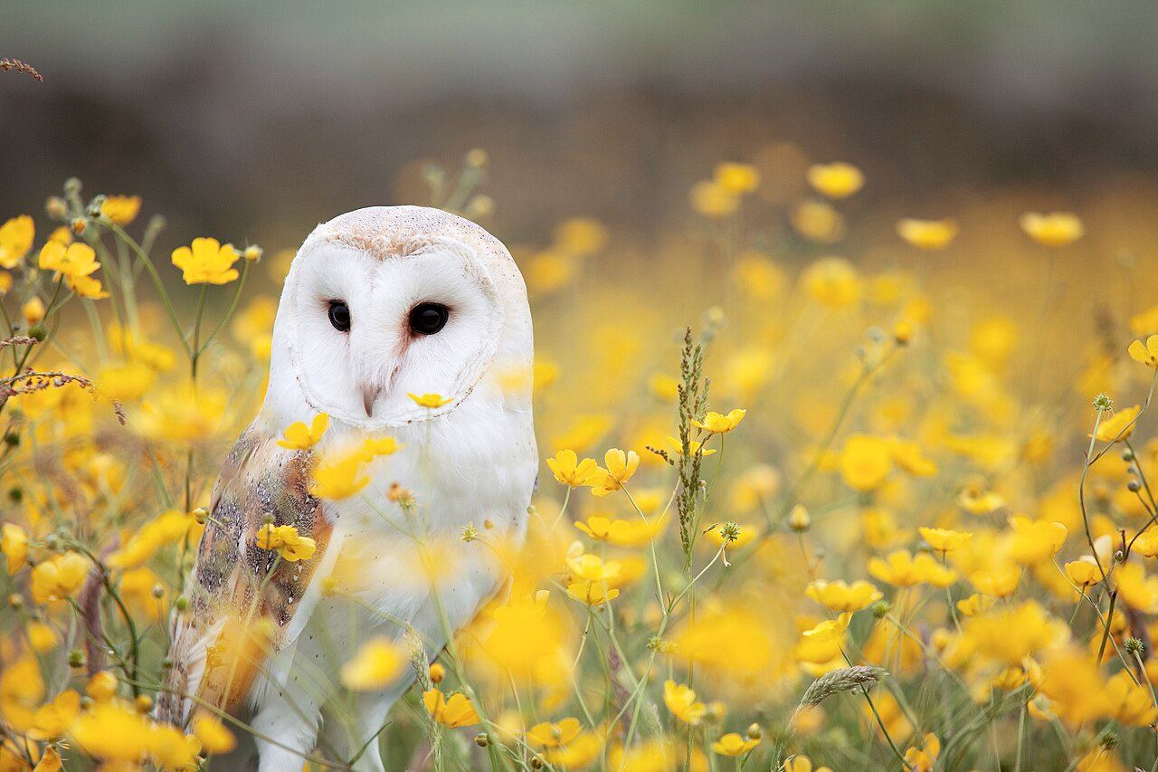 Barn owl
