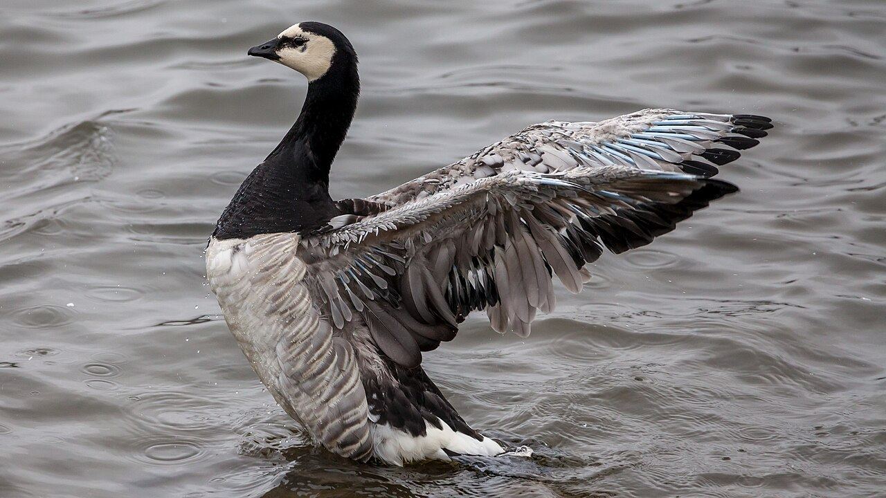 Barnacle goose