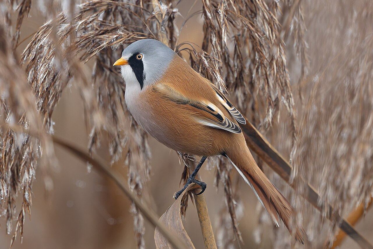 Bearded tit