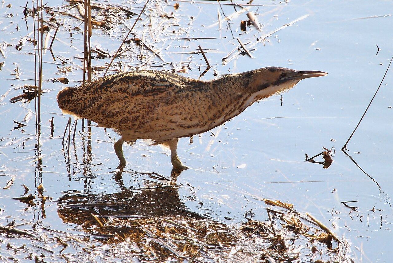 Bittern