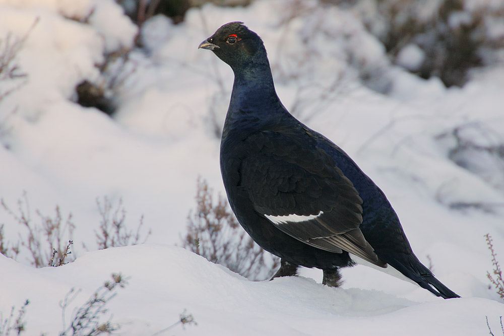 Black grouse