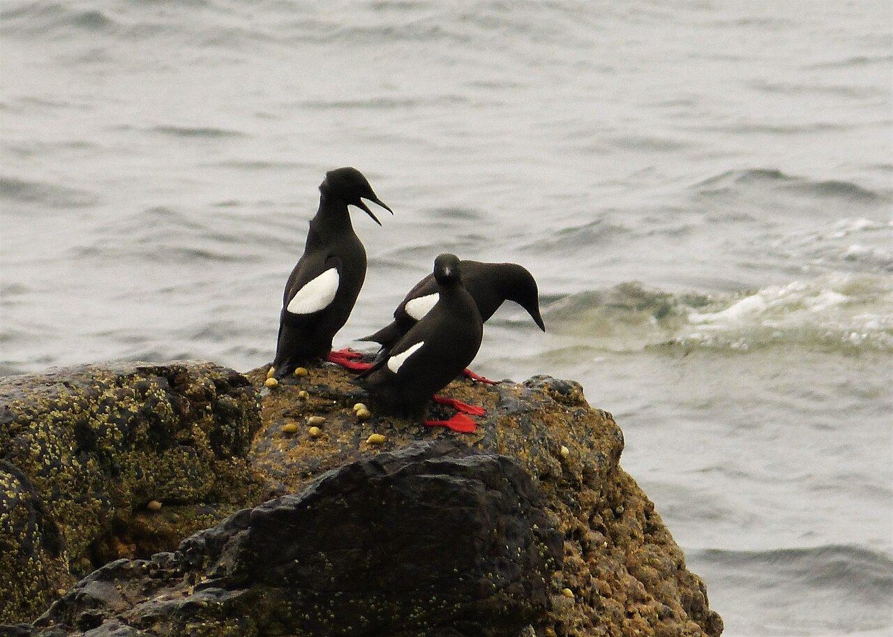 Black guillemot