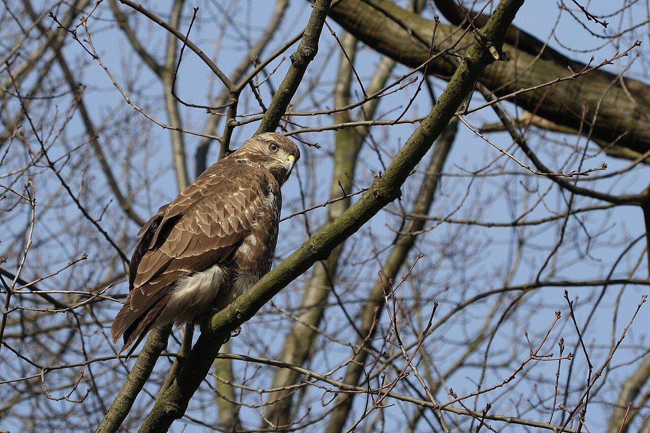 Buzzard