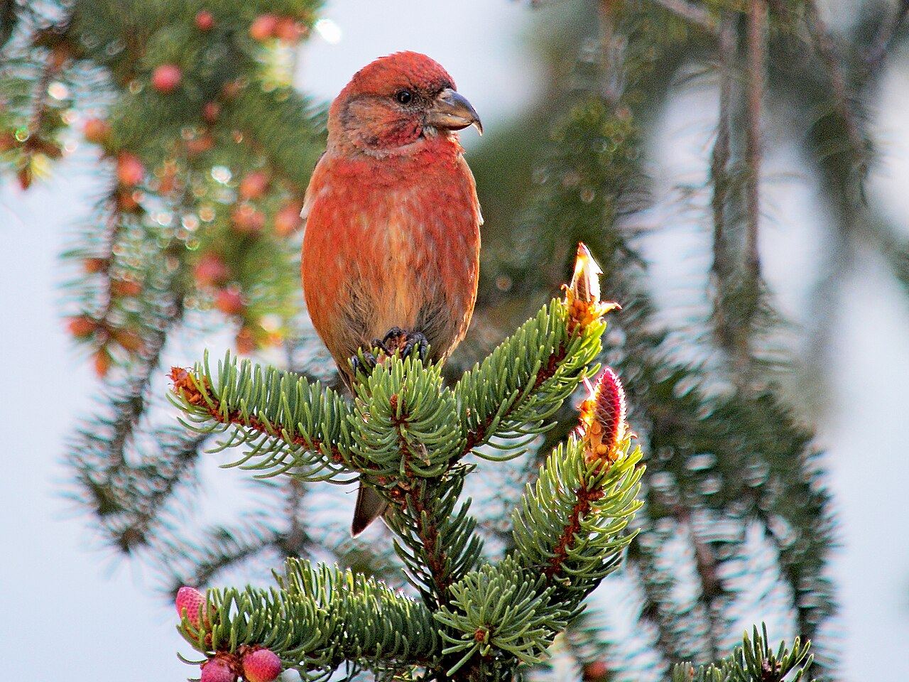 Crossbill