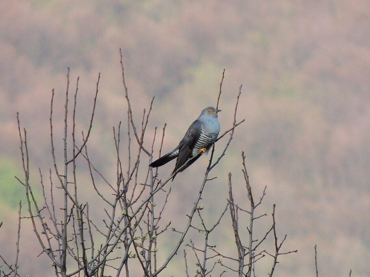 Cuckoo