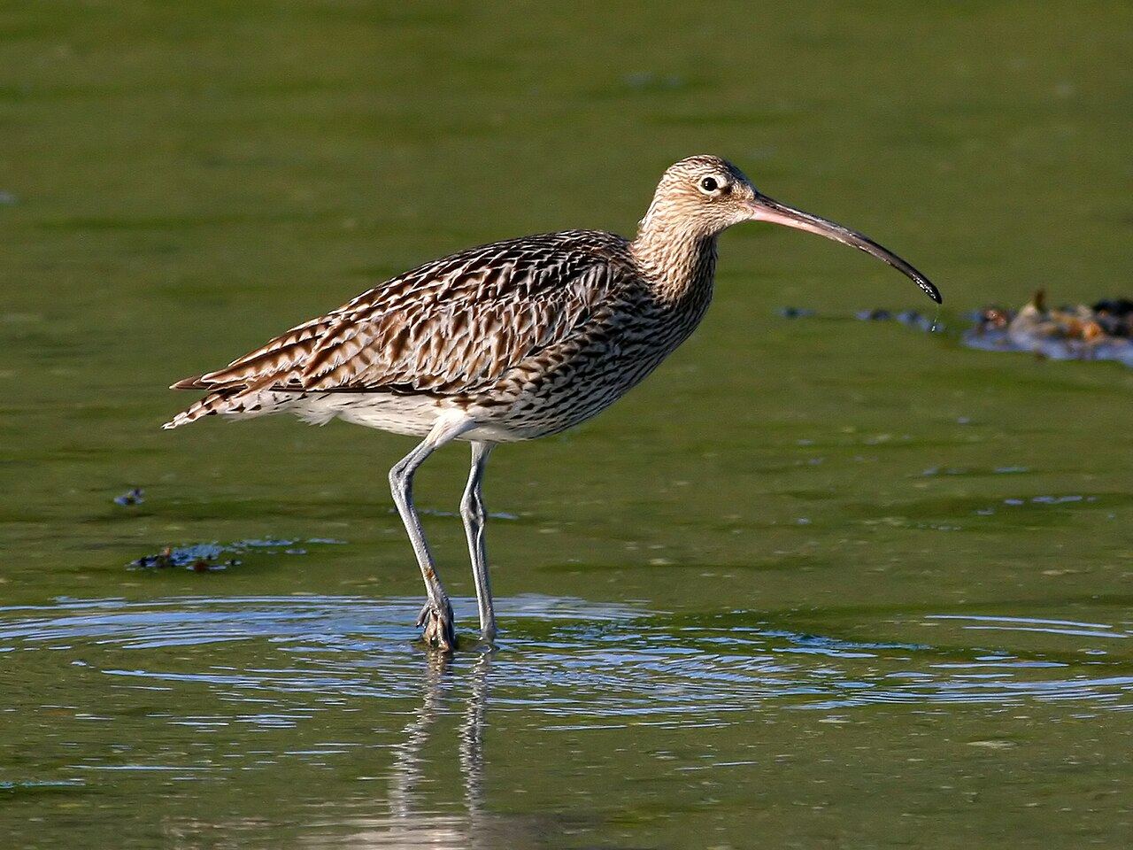 Curlew