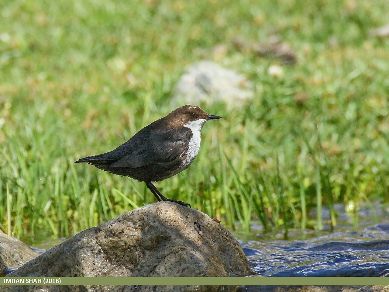 Dipper