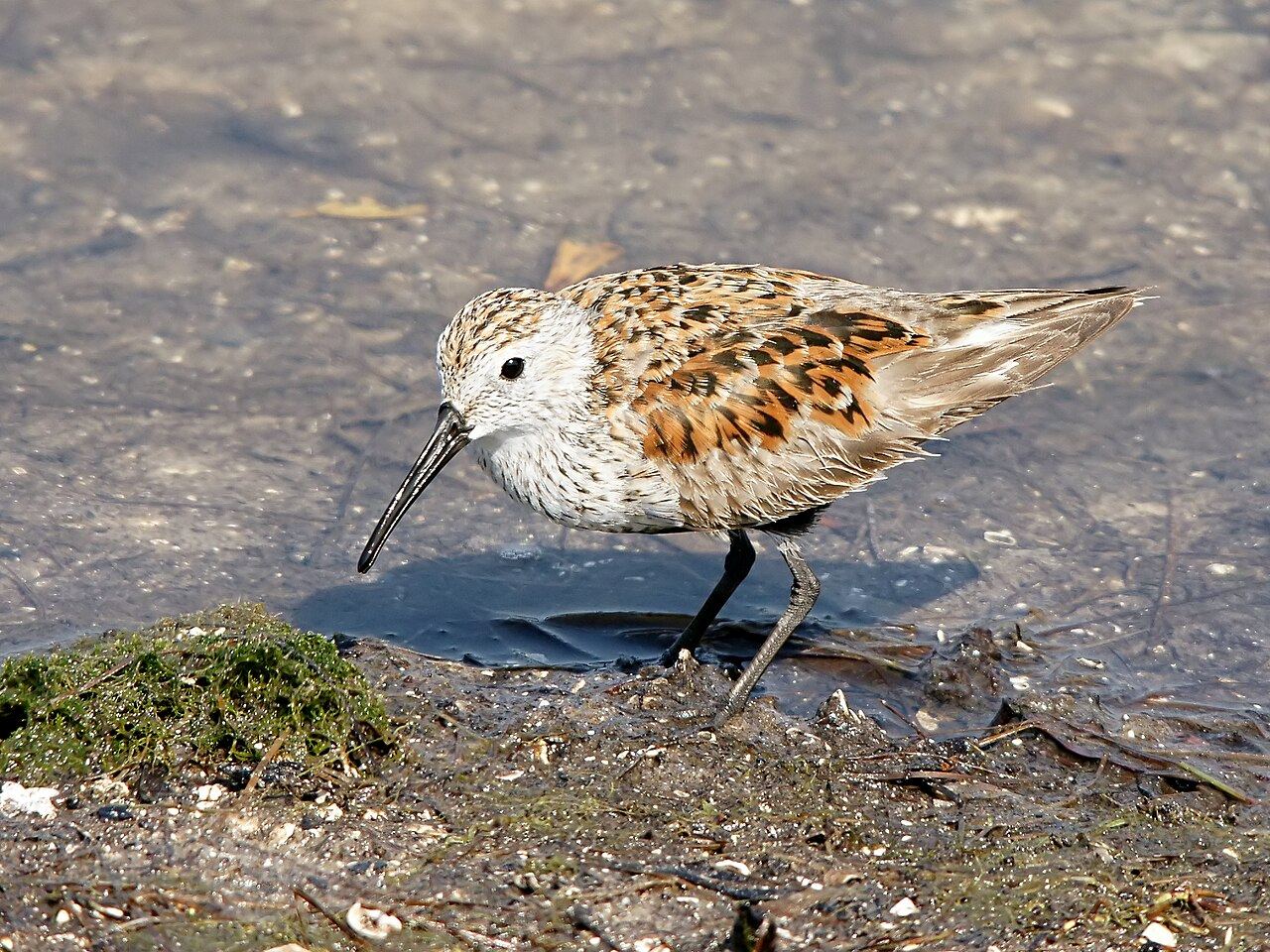 Dunlin
