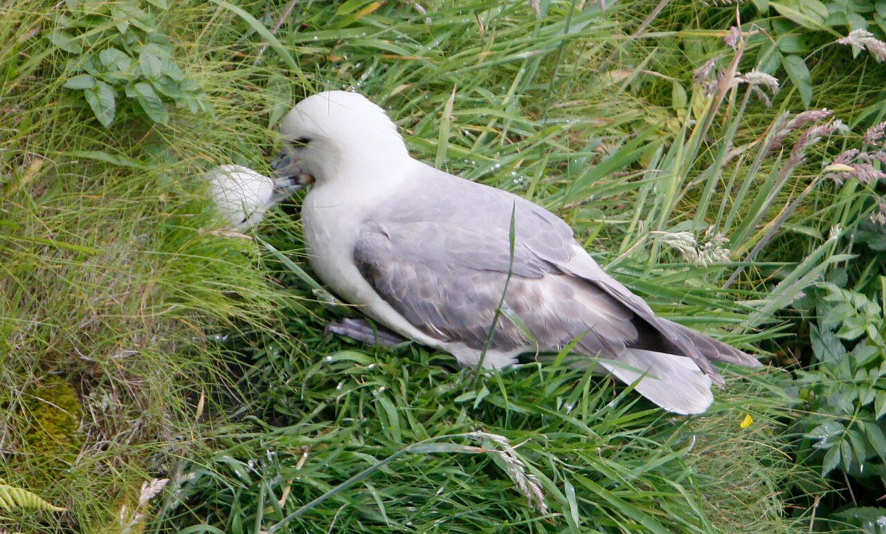 Fulmar