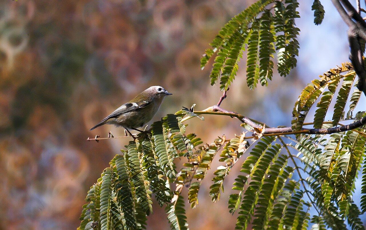 Goldcrest