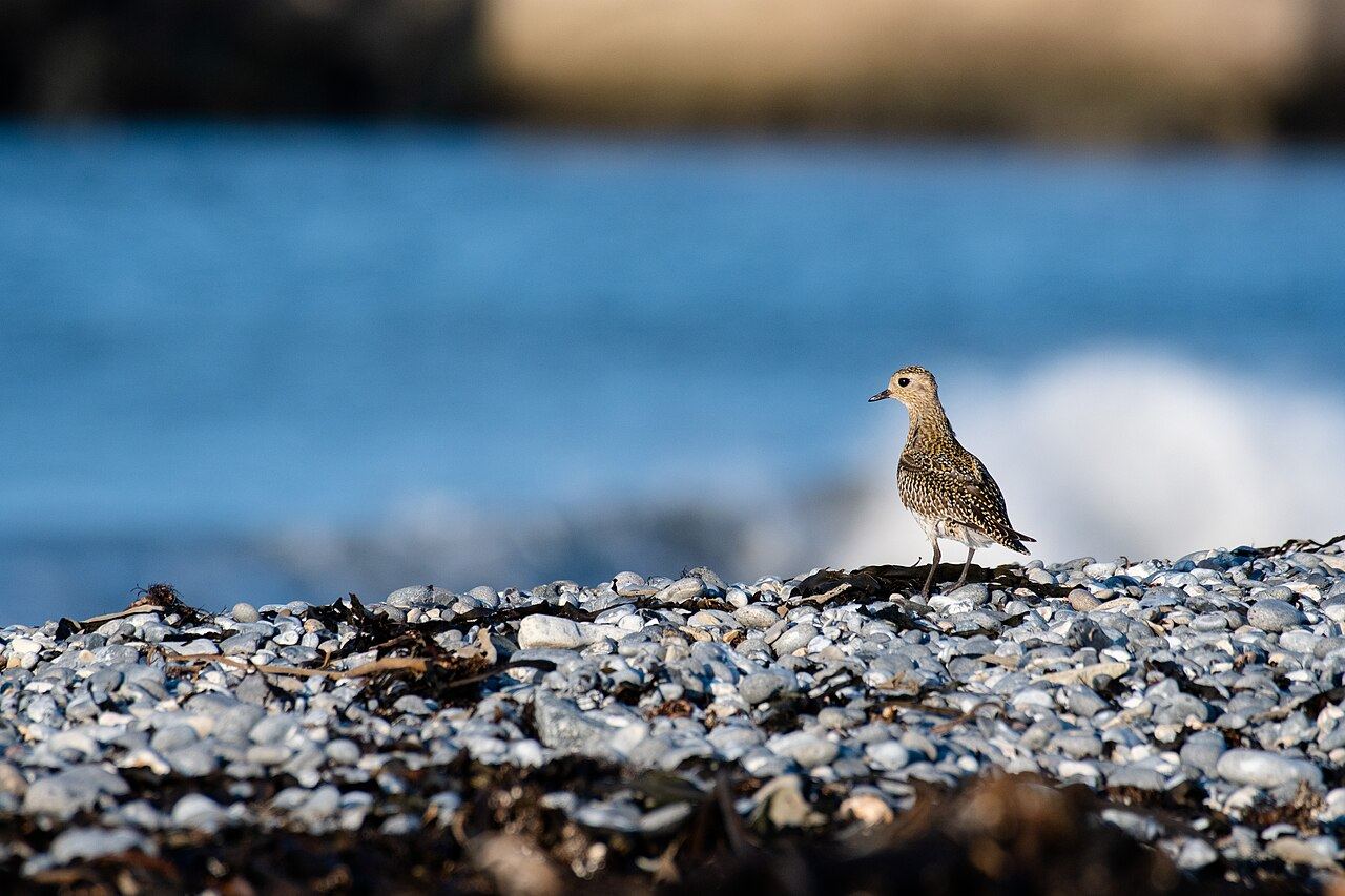 Golden plover