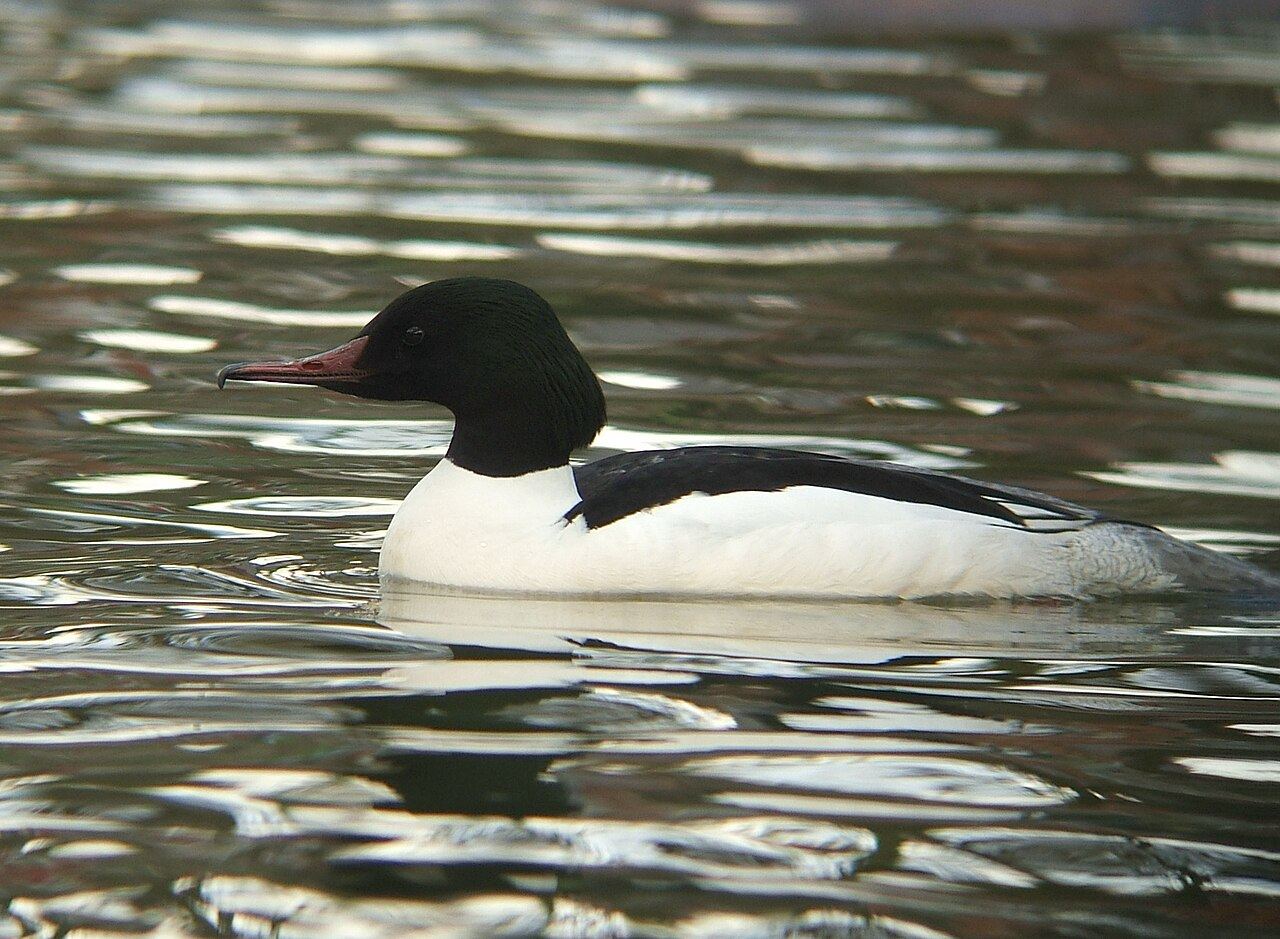 Goosander