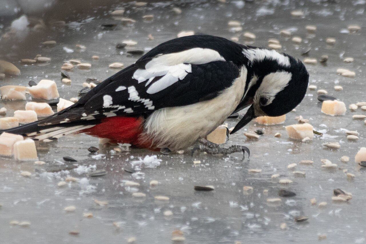 Great spotted woodpecker