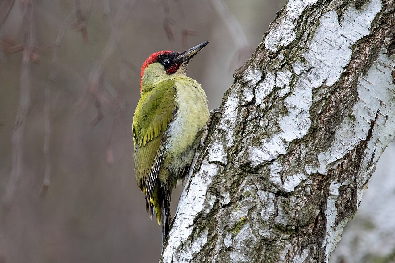 Green woodpecker