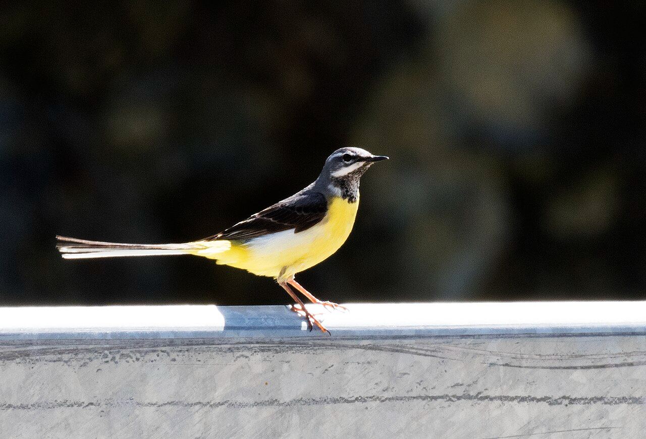 Grey wagtail