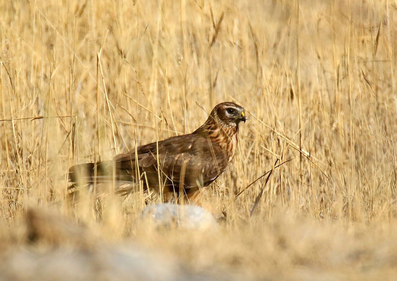 Hen harrier