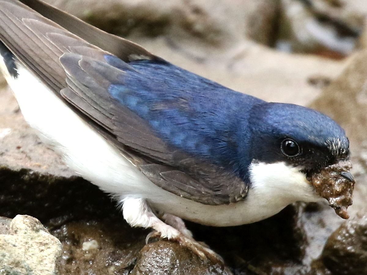 House martin