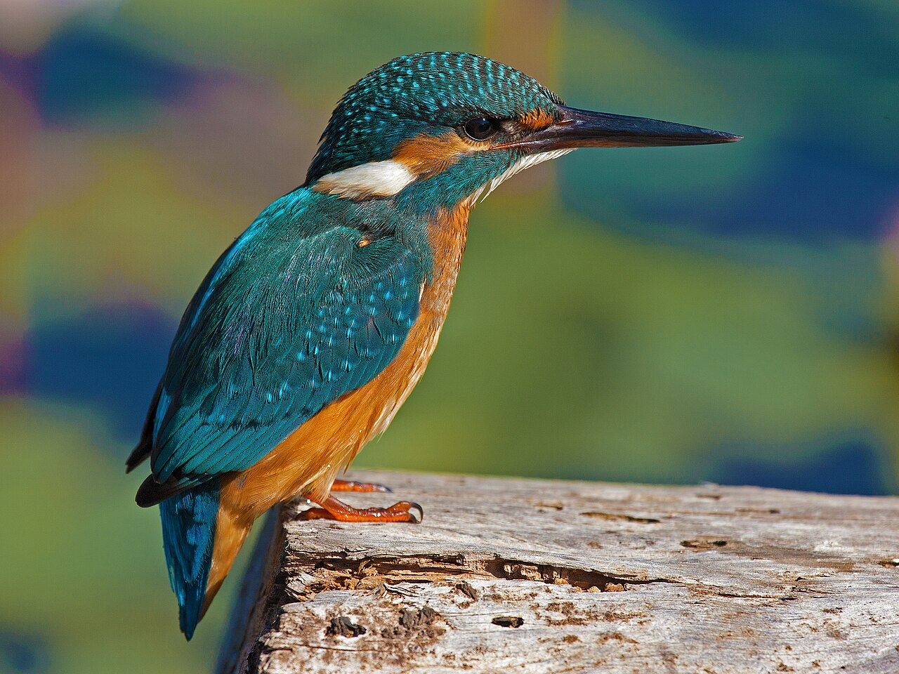 Kingfisher