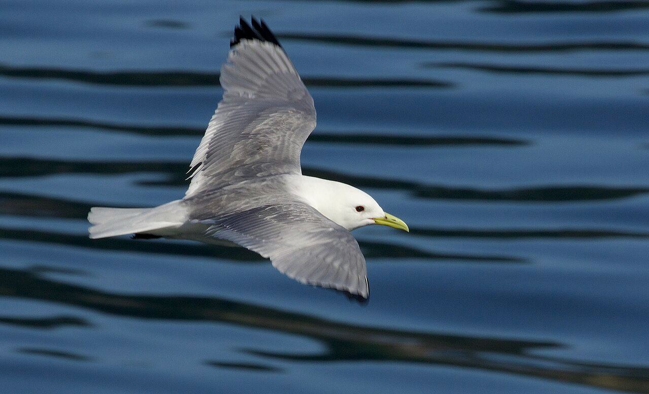 Kittiwake