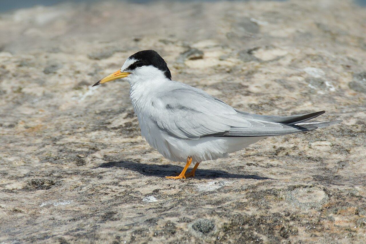 Little tern