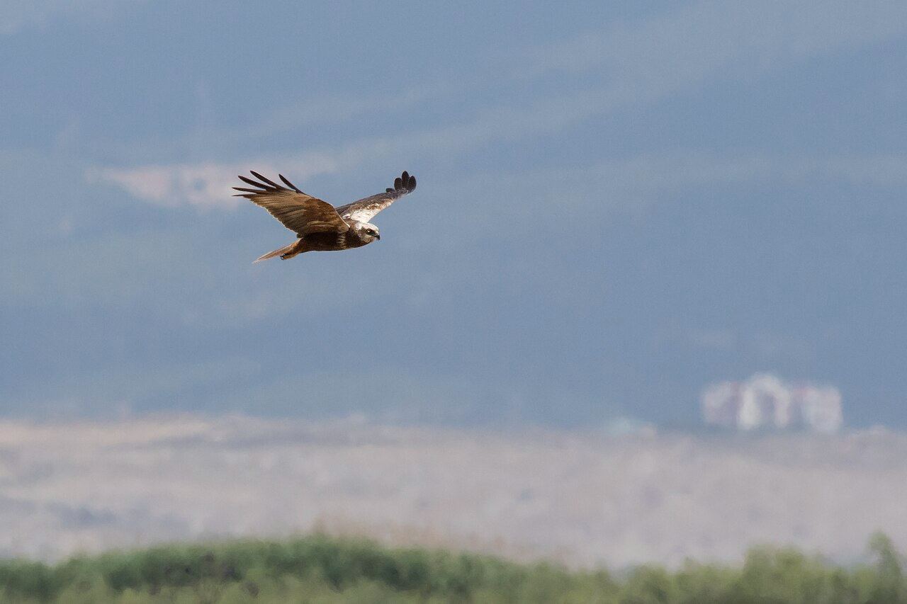 Marsh harrier