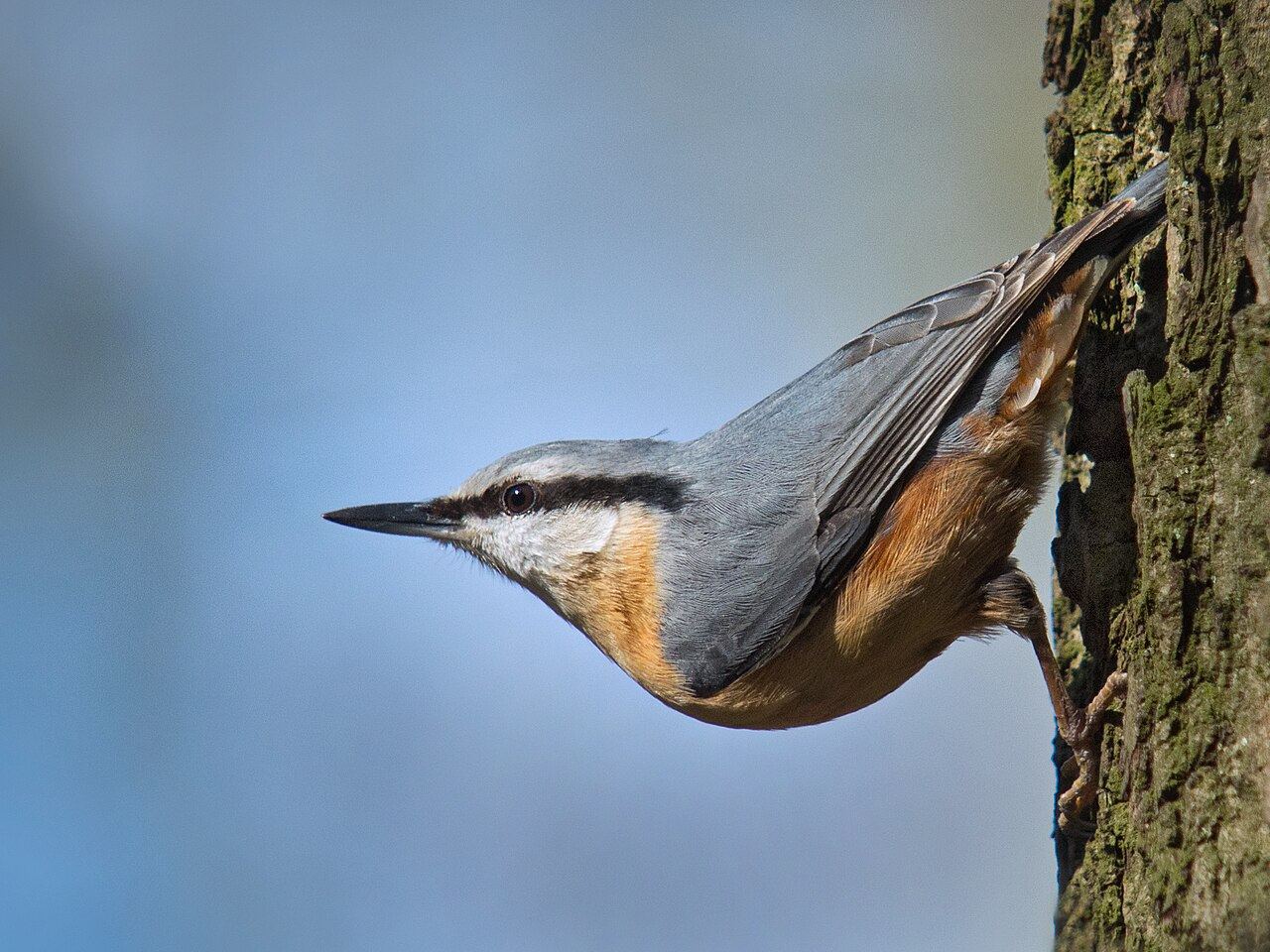 Nuthatch