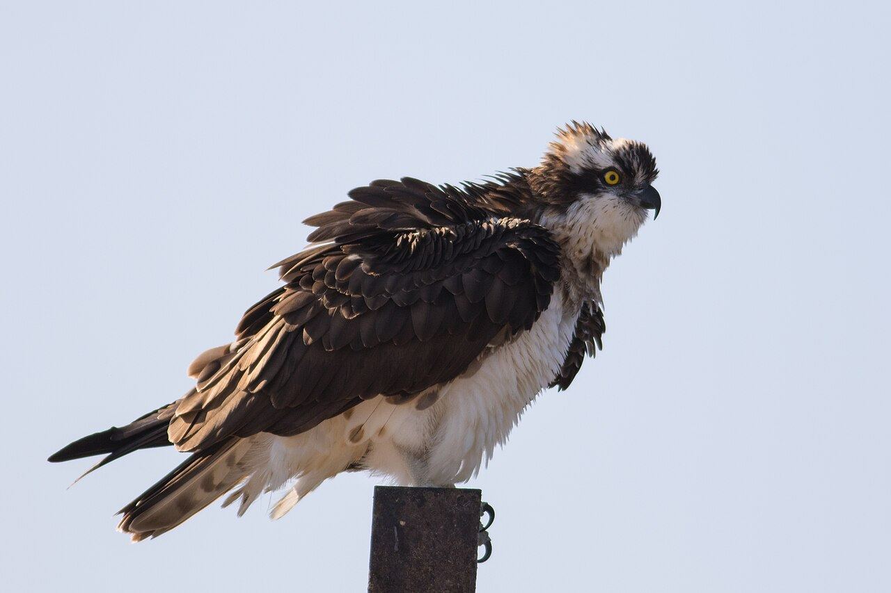 Osprey