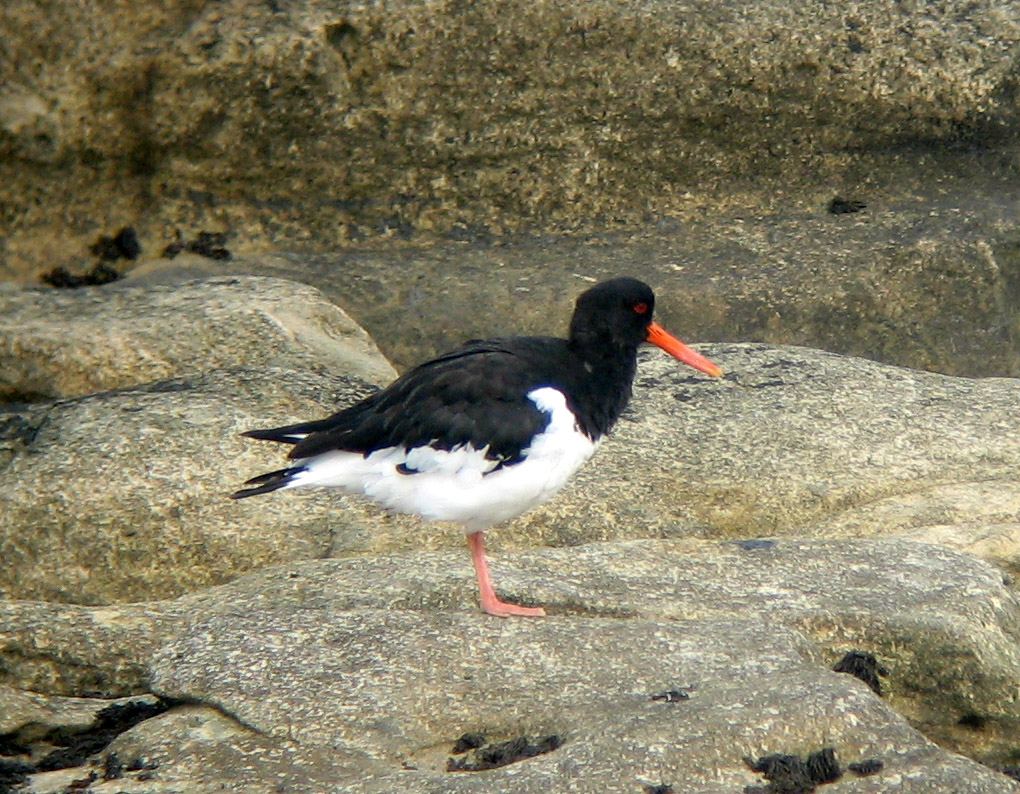 Oystercatcher