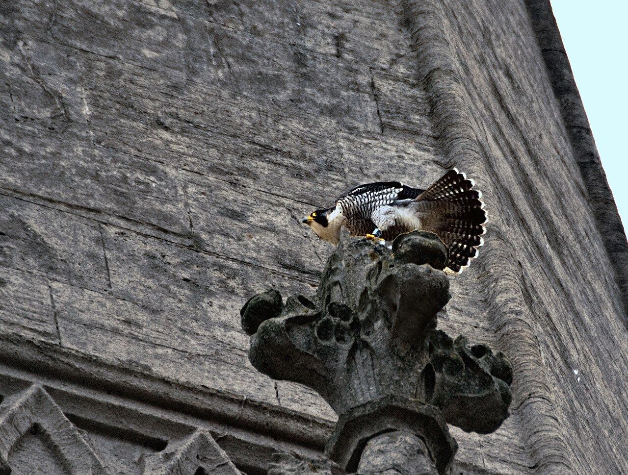 Peregrine