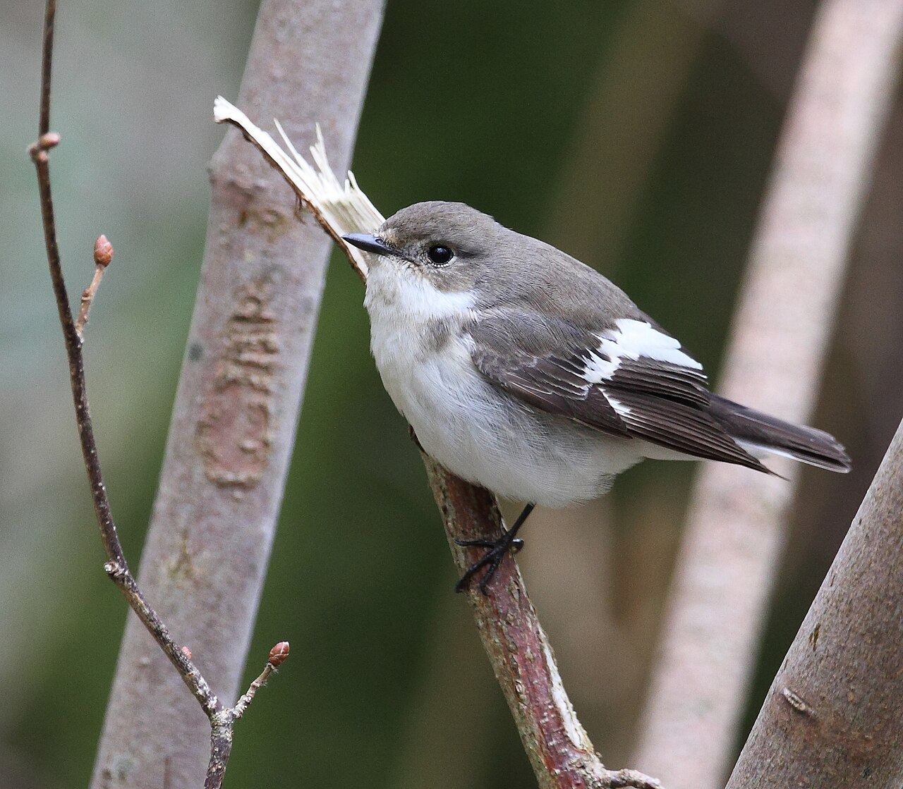 Pied flycatcher