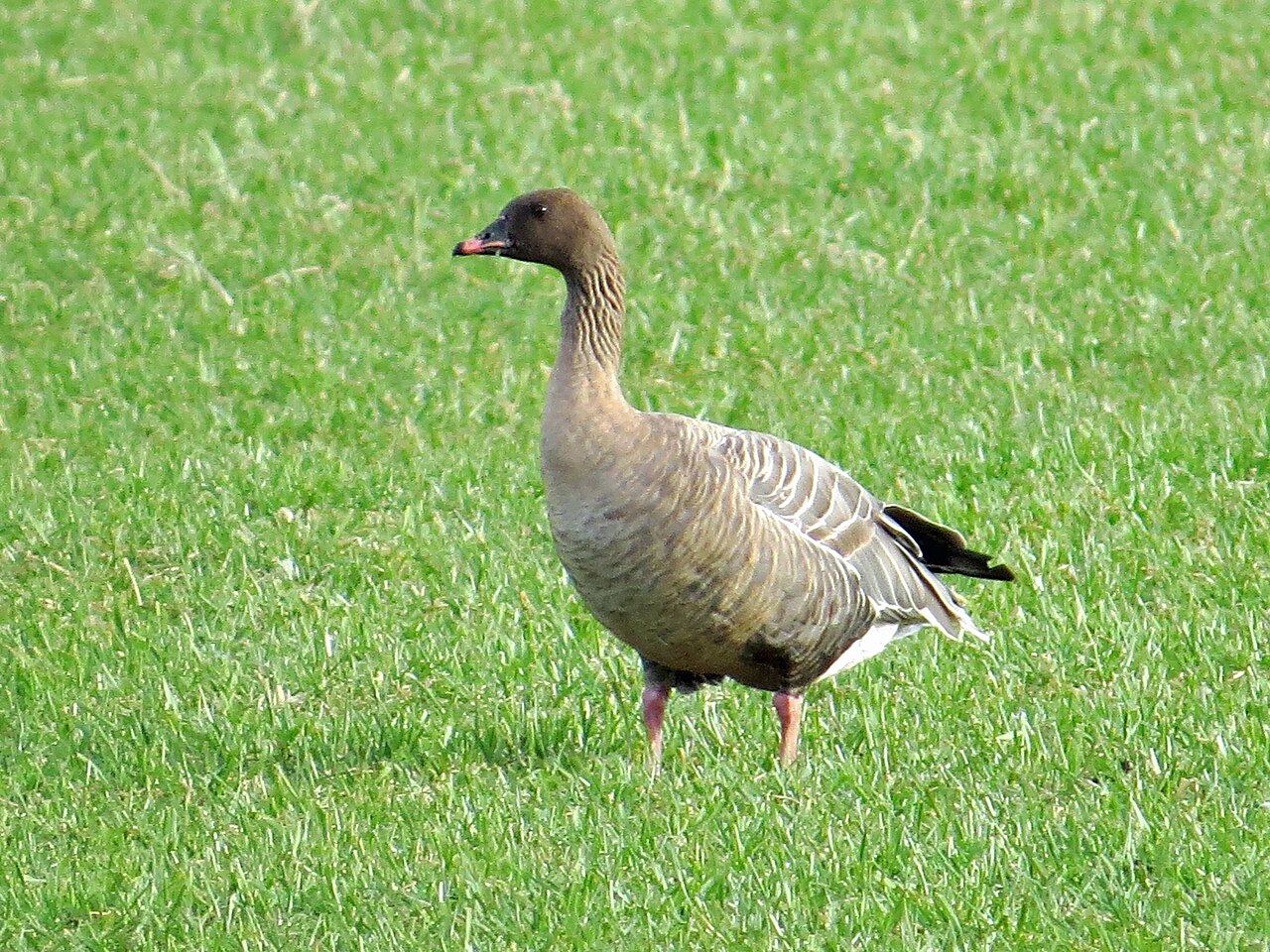 Pink-footed goose