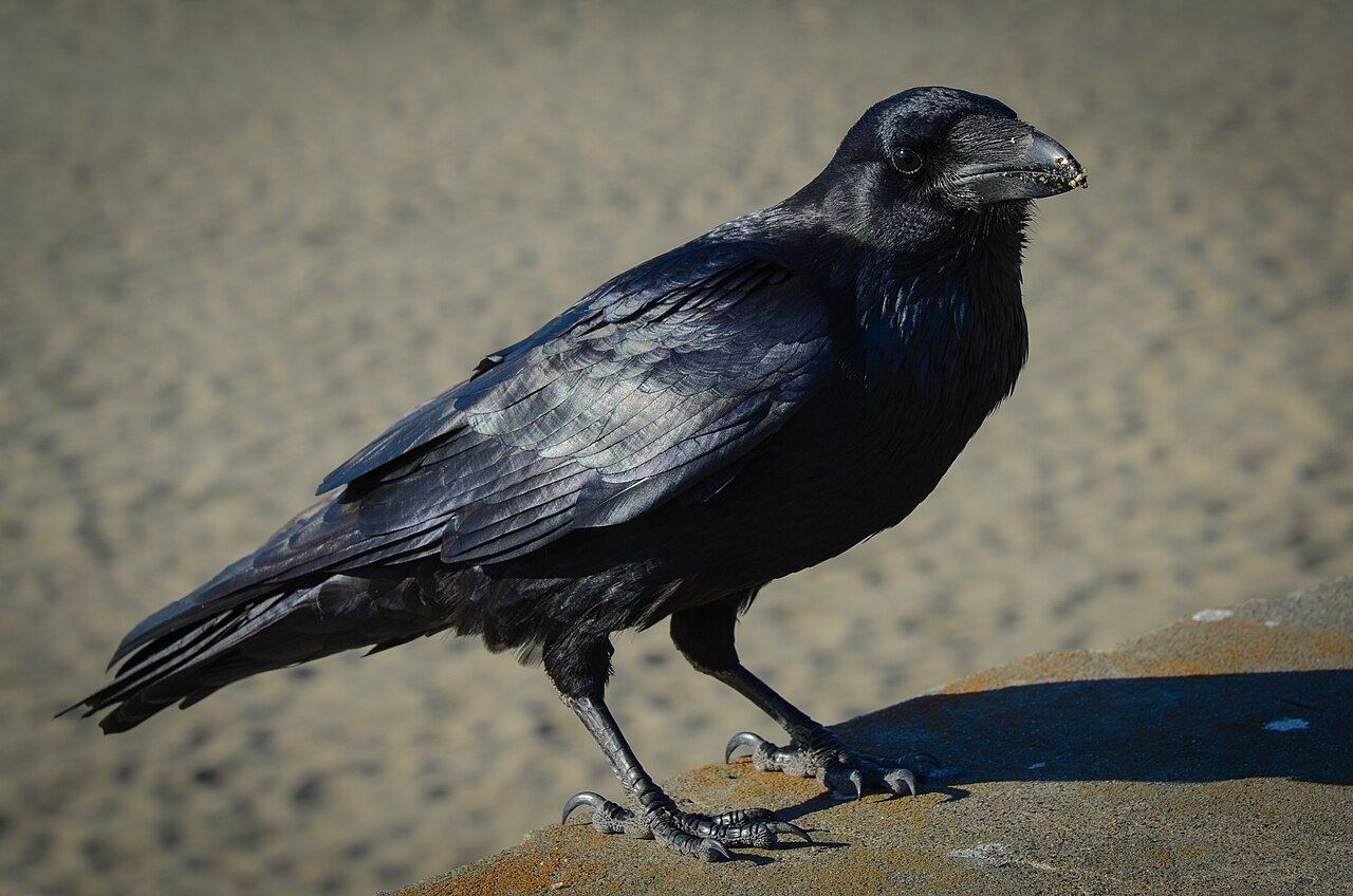 Raven
