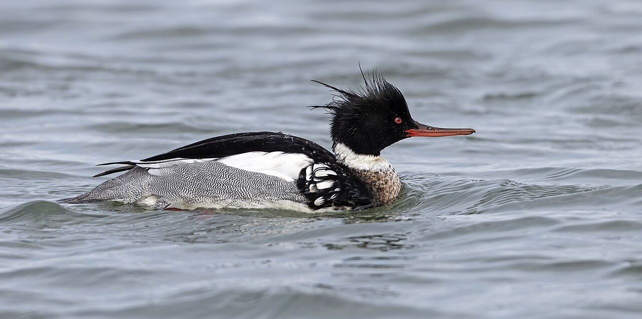 Red-breasted merganser