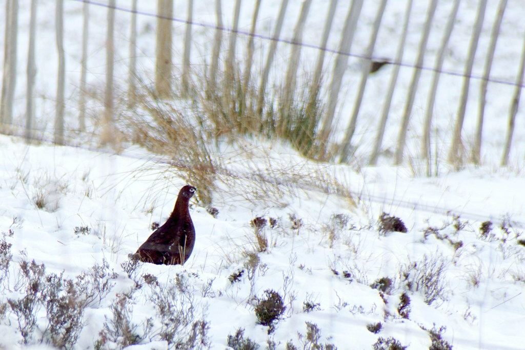 Red grouse