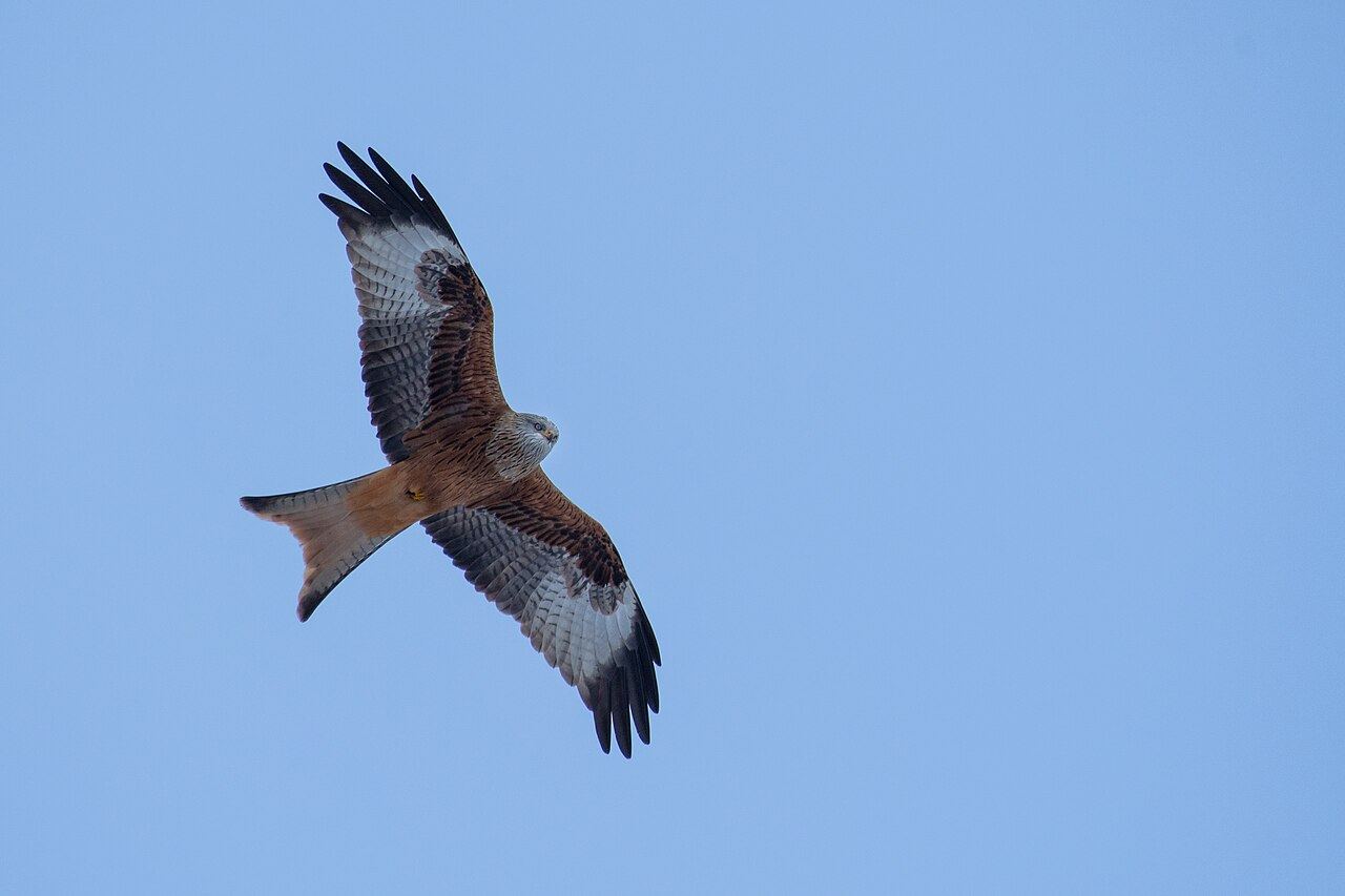 Red kite