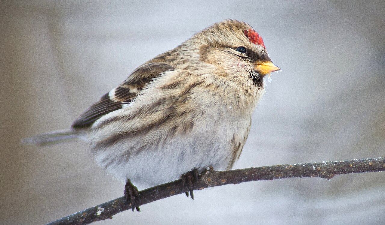Redpoll (lesser redpoll)