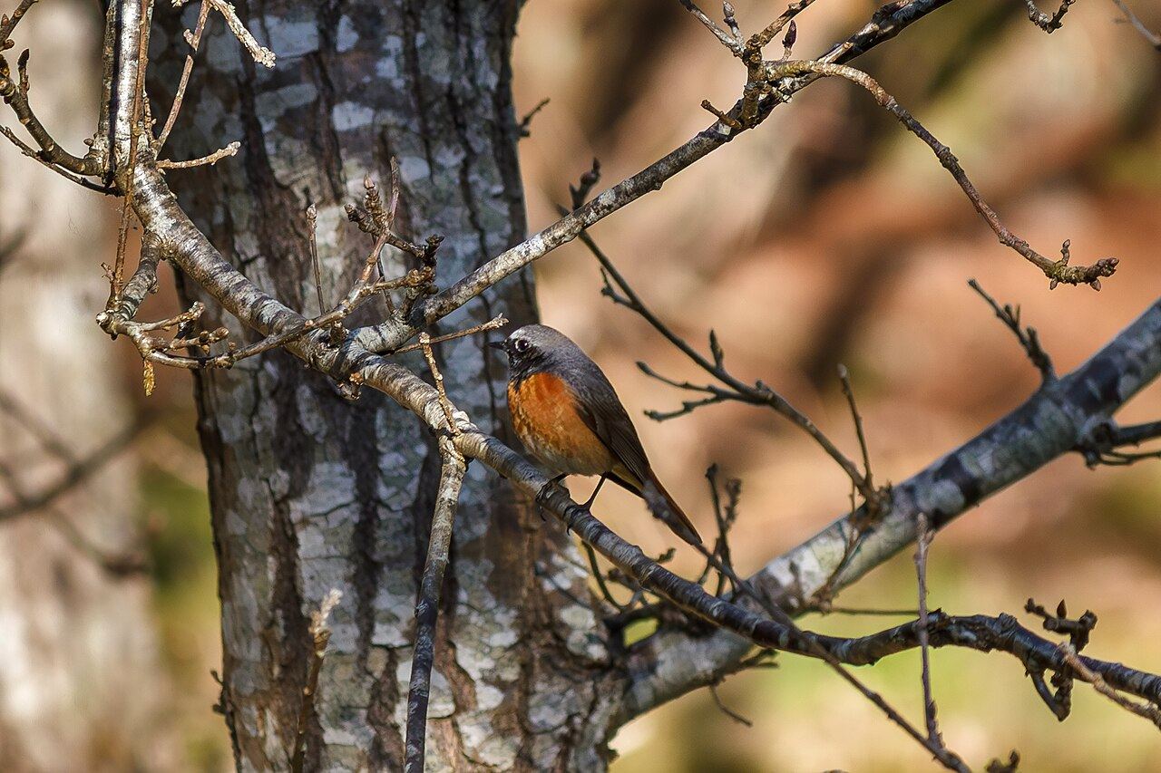 Redstart
