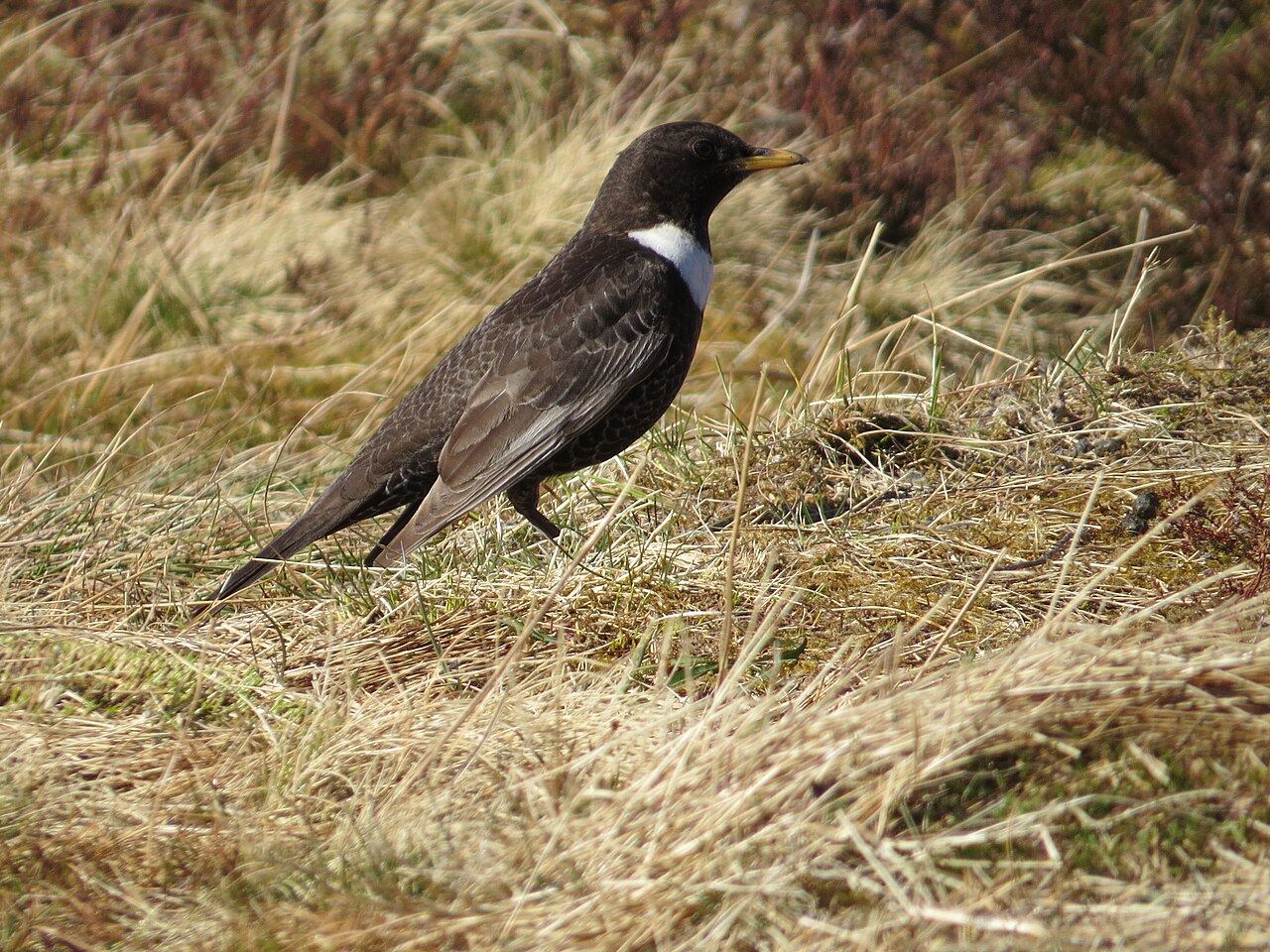 Ring ouzel