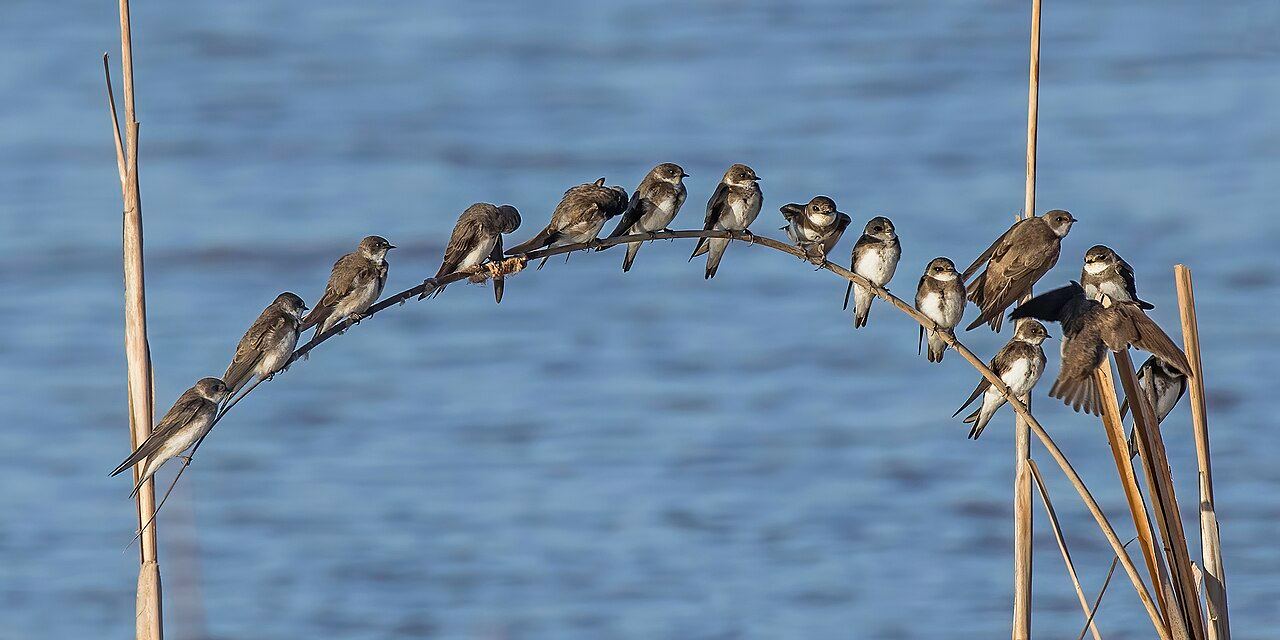 Sand martin