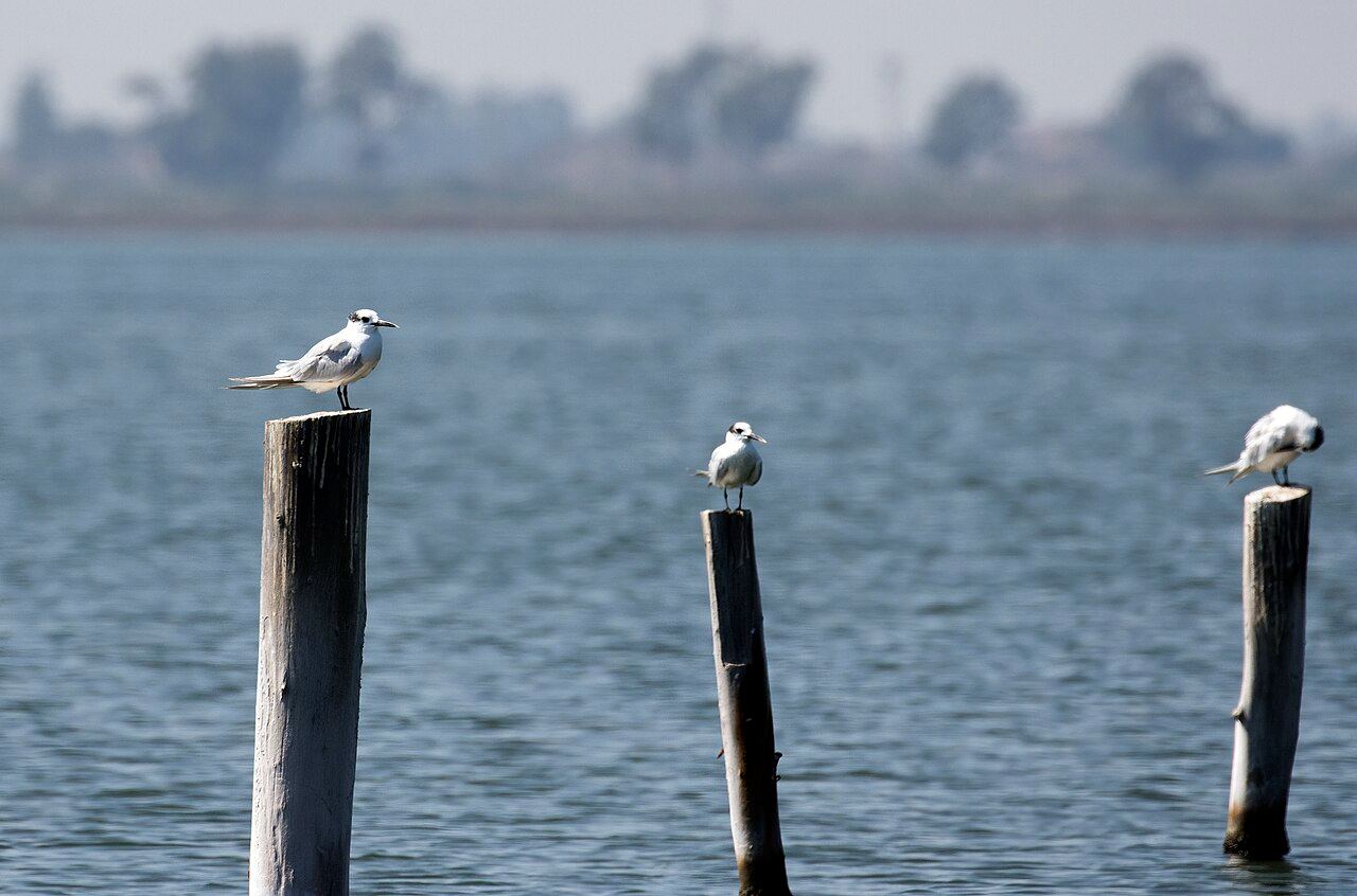 Sandwich tern
