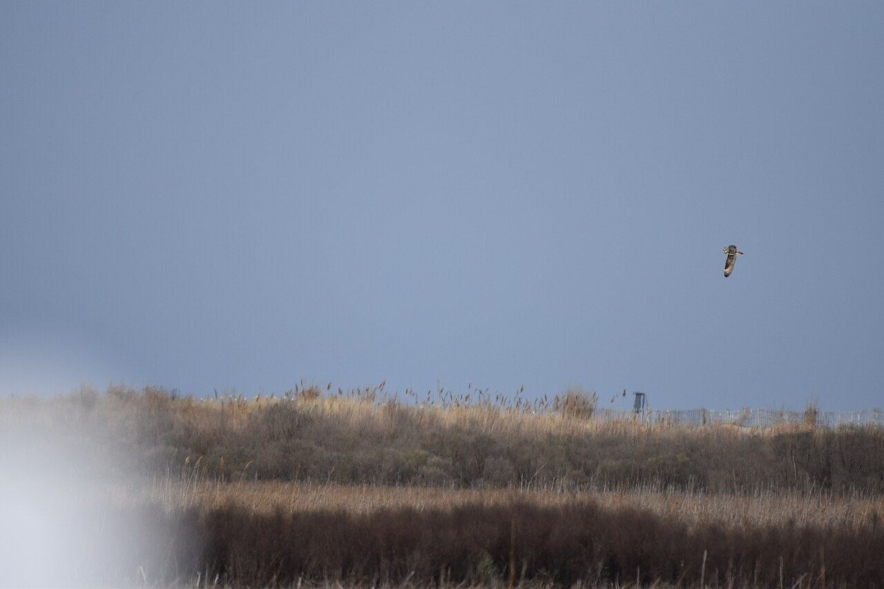 Short-eared owl