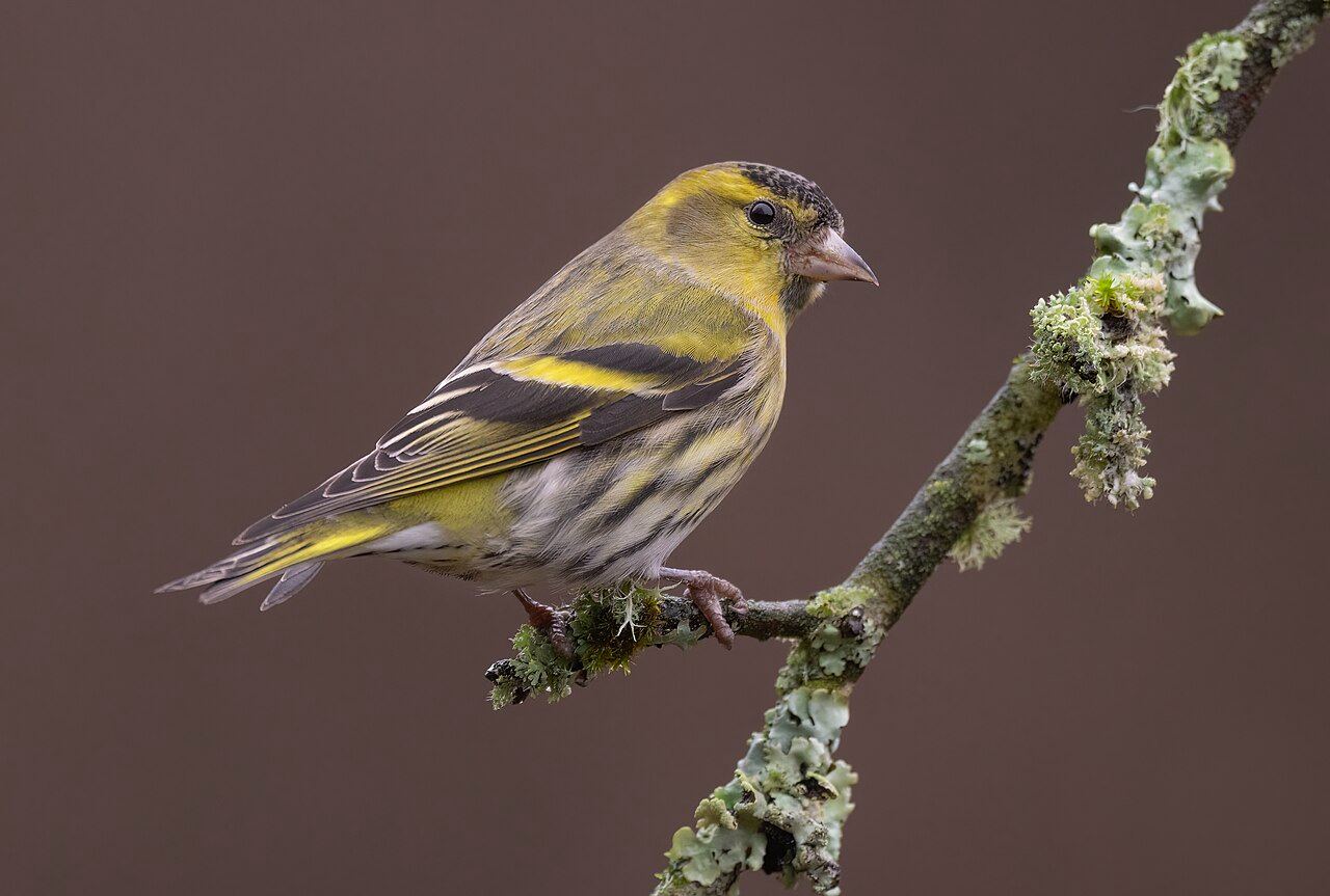 Siskin