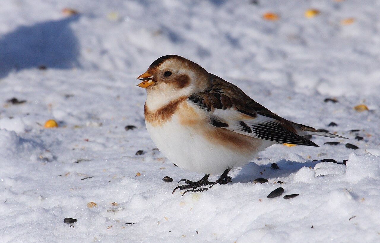 Snow bunting