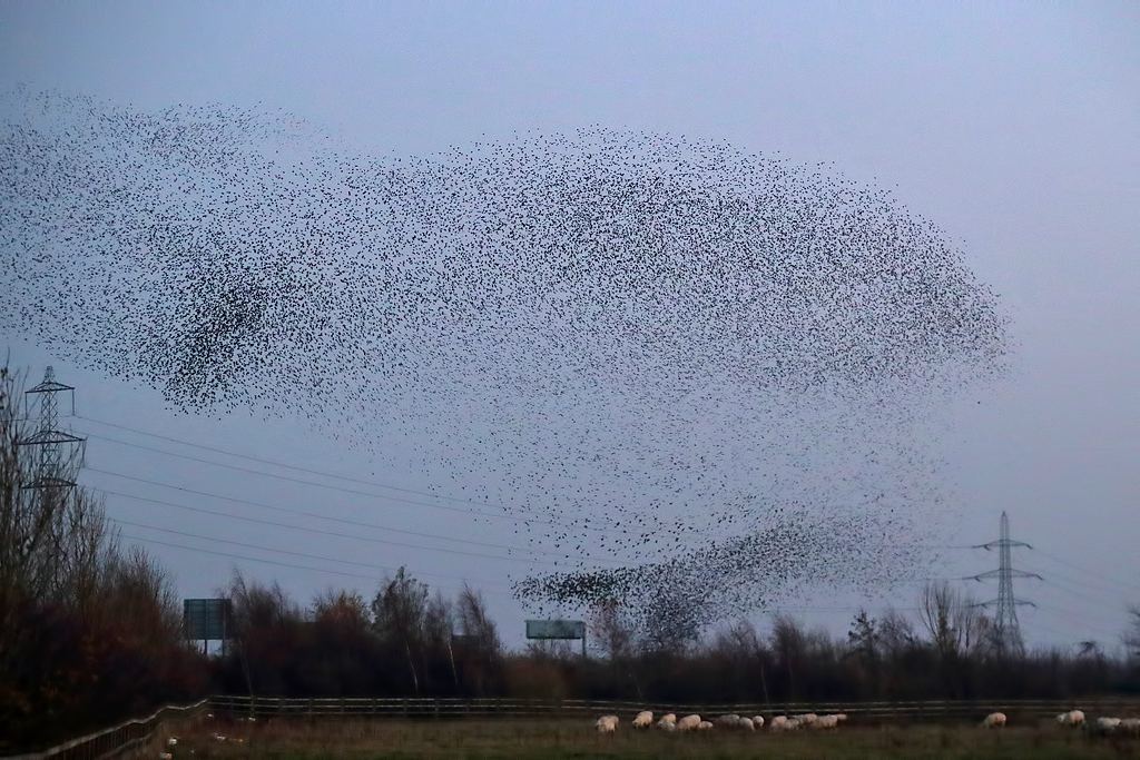 Starling (murmuration)