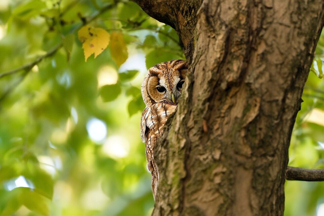 Tawny owl