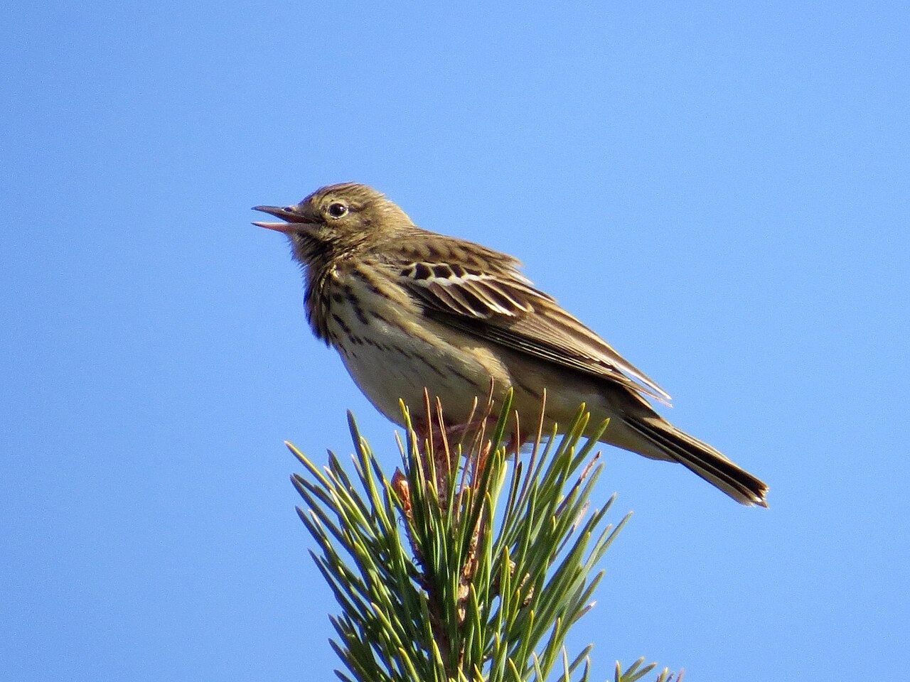 Tree pipit