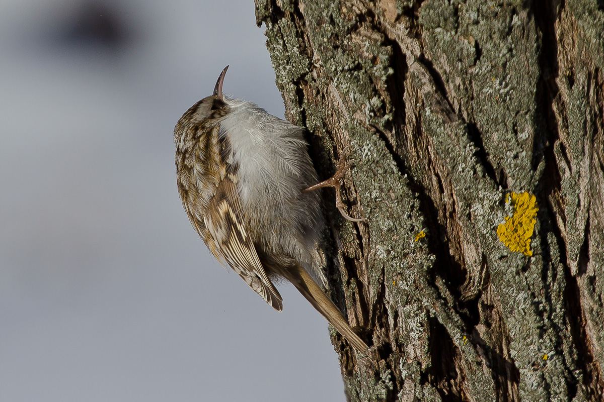 Treecreeper