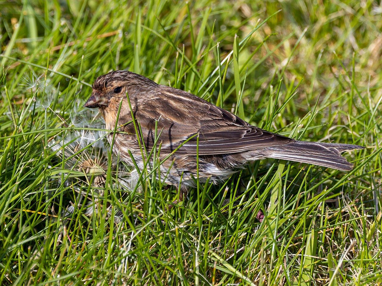 Twite