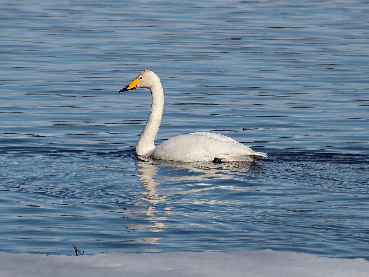 Whooper swan
