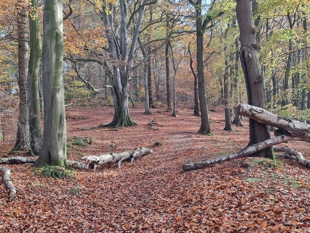 Brampton and Gelt Woods, Brampton